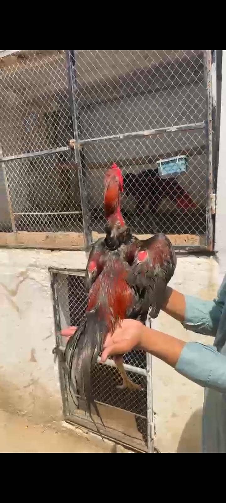 ماشاءاللہ بہت اچھا پٹھا ہے 1