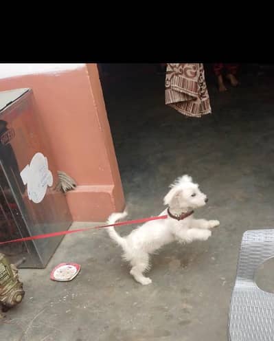 Active & Friendly Doodle Puppy for Sale
