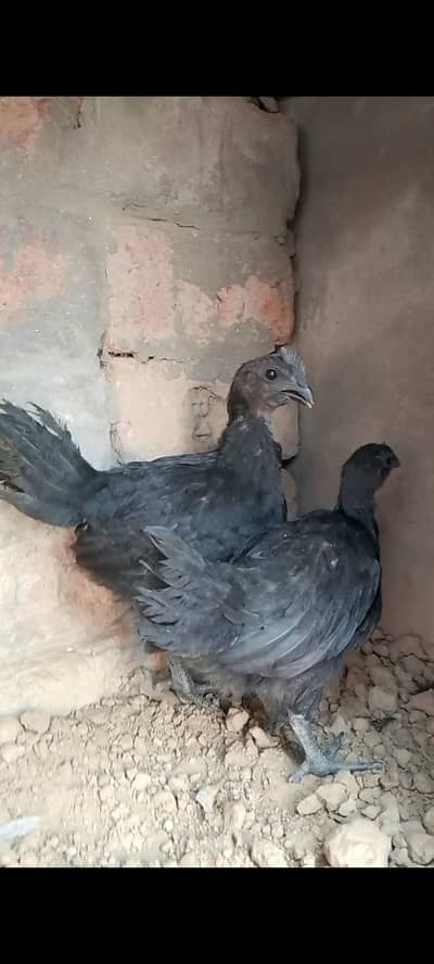 Ayam Cemani Pair Urgent Sale – Budget Black Chicken | Healthy Birds