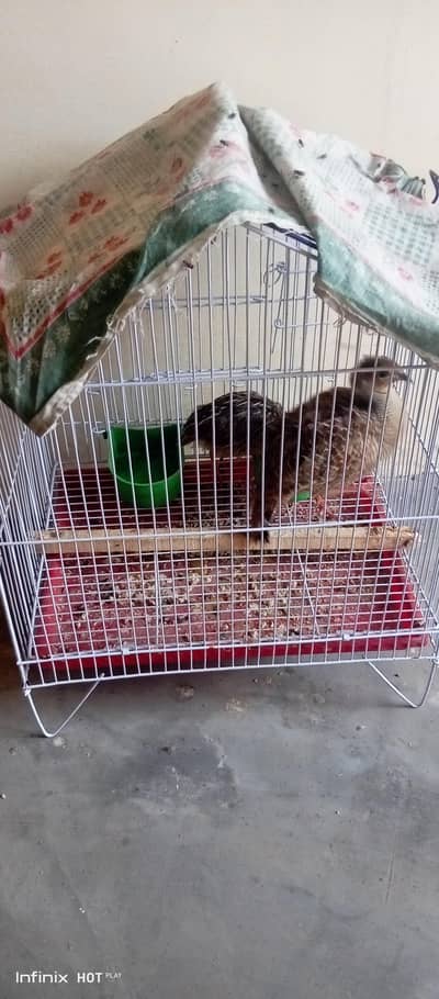 1 tetar male 2 Bater chicks with cage