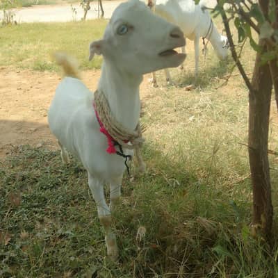 Goat for sale with two male kids white eye