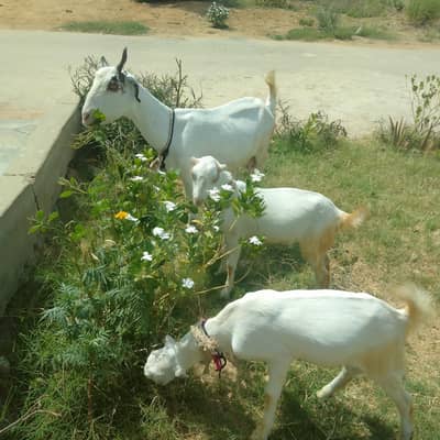 Goat for sale with two male kids white eye