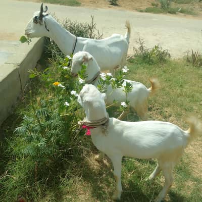 Goat for sale with two male kids white eye