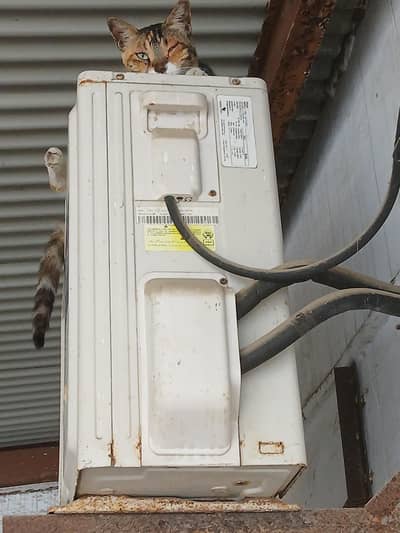 Haier DC Inverter  A. C 1 Ton
