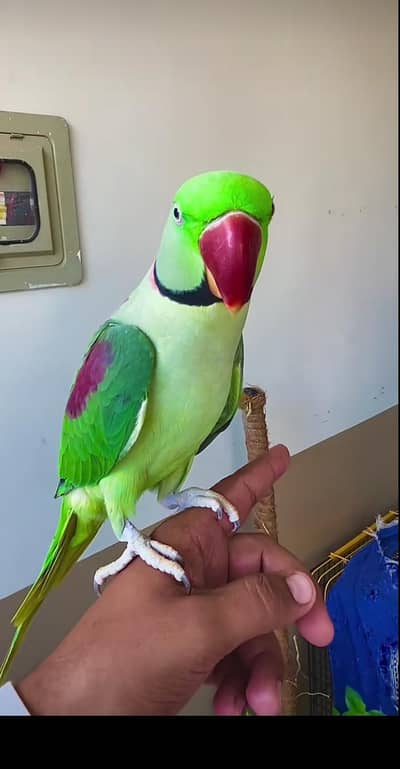 raw parrot for sale urgent
