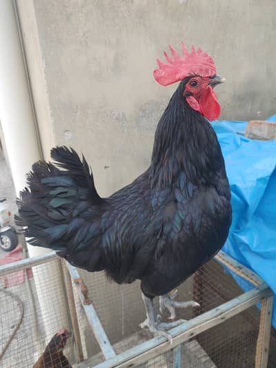 Black Australop Murgay / Roosters