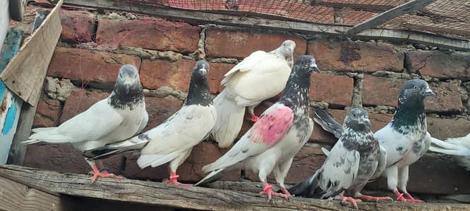 Vip parvazi kabotar for sale.