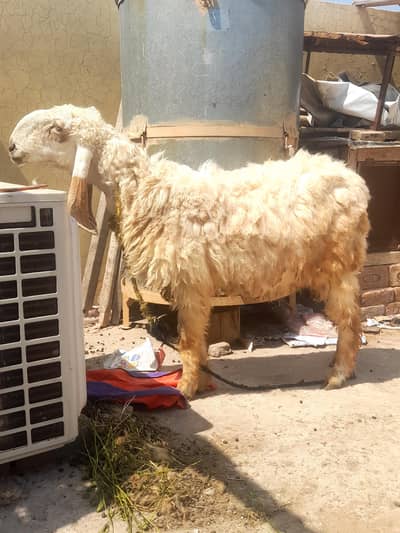 larkani dumbi for qurbani 2026 or breeding is for sale