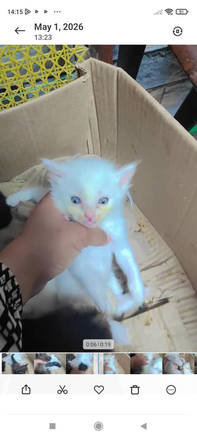 odd eyes cAt