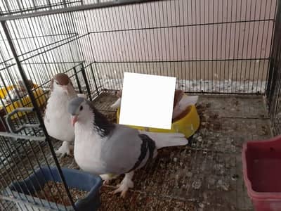 Sherazi Pair for sale