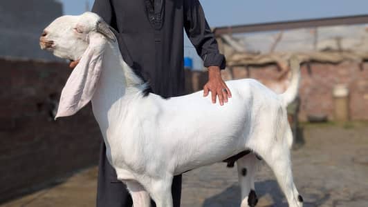 Goat | Sheep | Bakra | Qurbani 2026 | 2 Dant | بکرا | Desi Goats