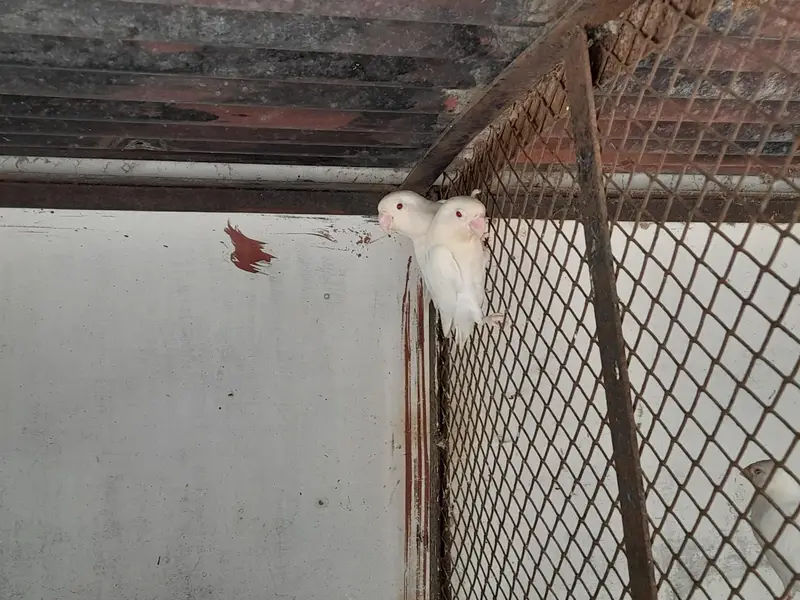 Albino red eyes