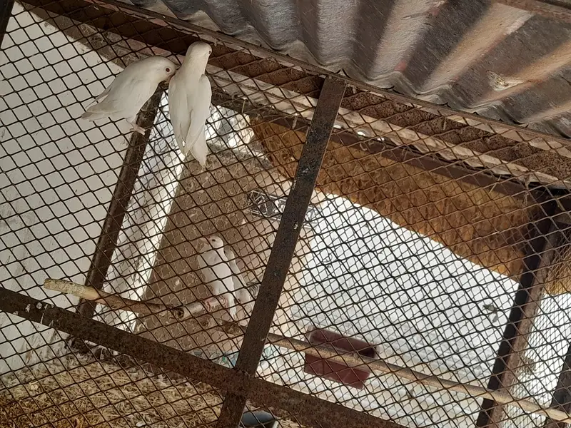 Albino red eyes — photo 3
