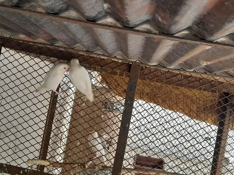 Albino red eyes — photo 4