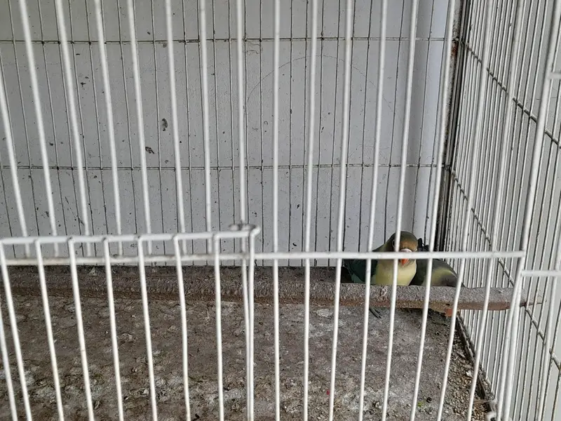 Albino red eyes — photo 5