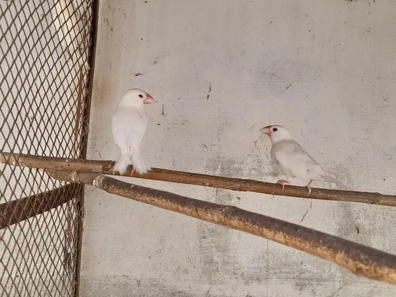 Albino red eyes — photo 10