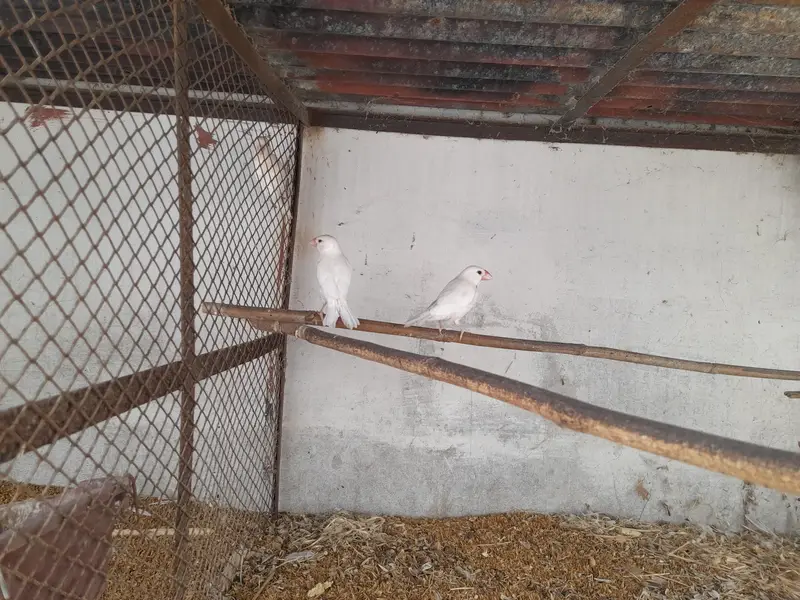 Albino red eyes — photo 12