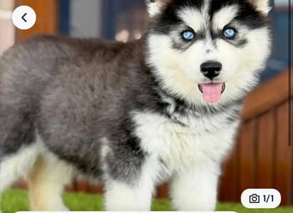 Siberian husky fore sale Whatsapp number 0319.2144599
