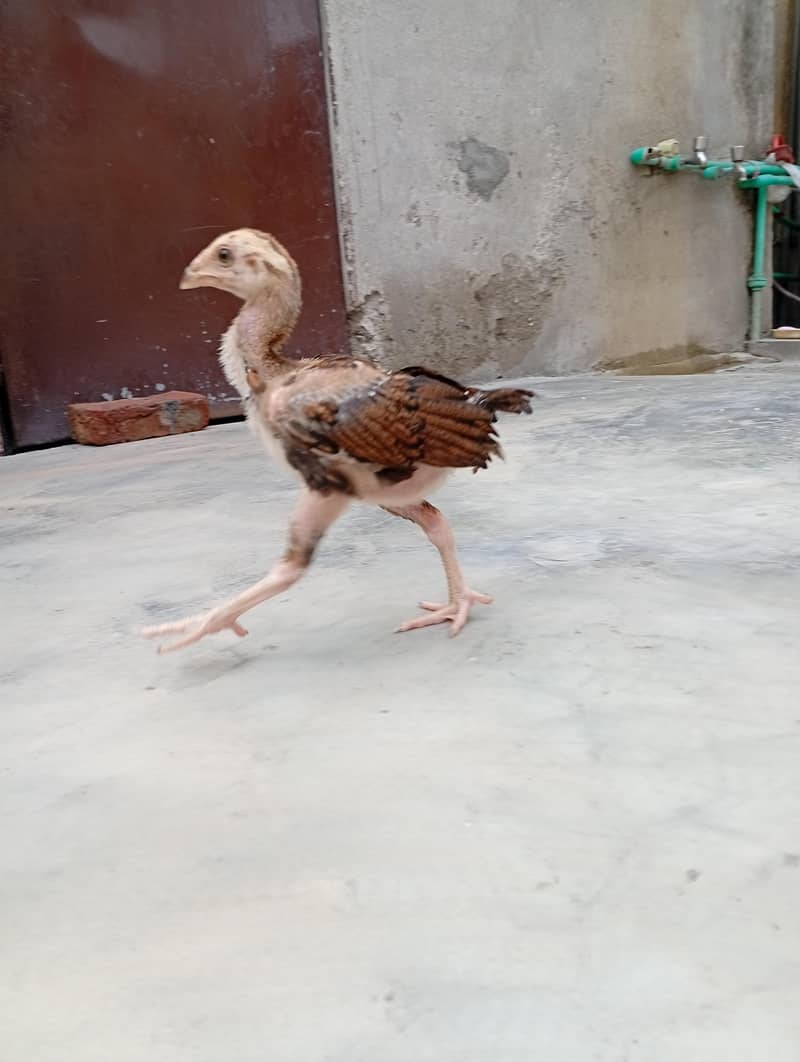 aseel chicks 0