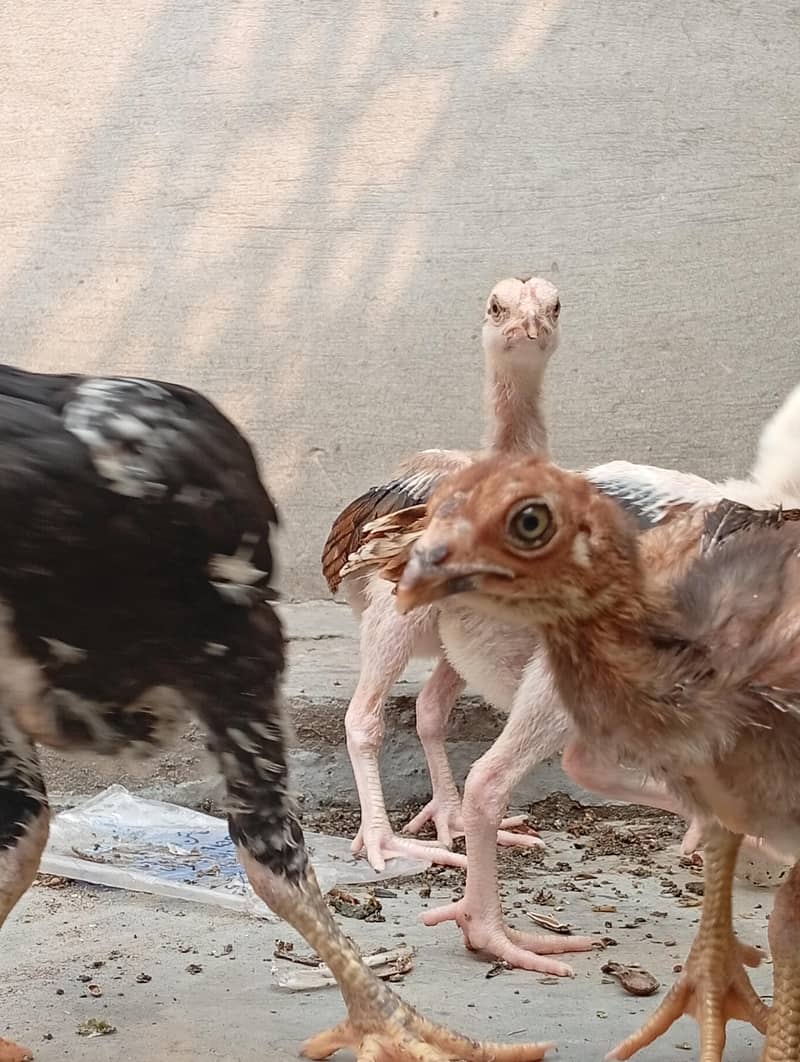 aseel chicks 1