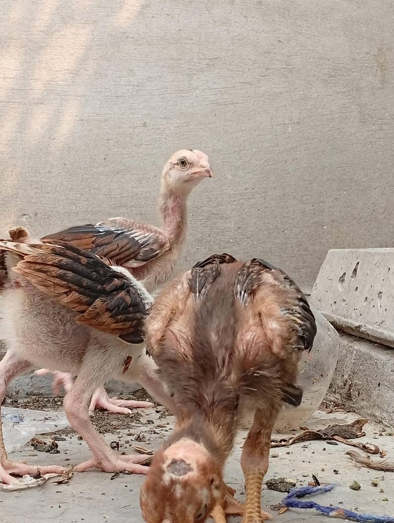 aseel chicks 2