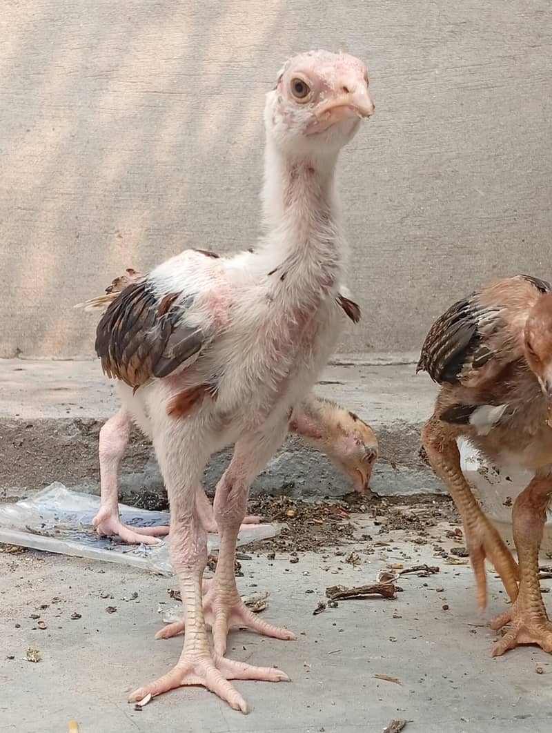 aseel chicks 3