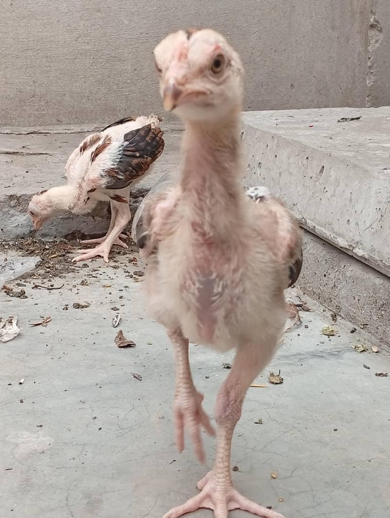 aseel chicks 4