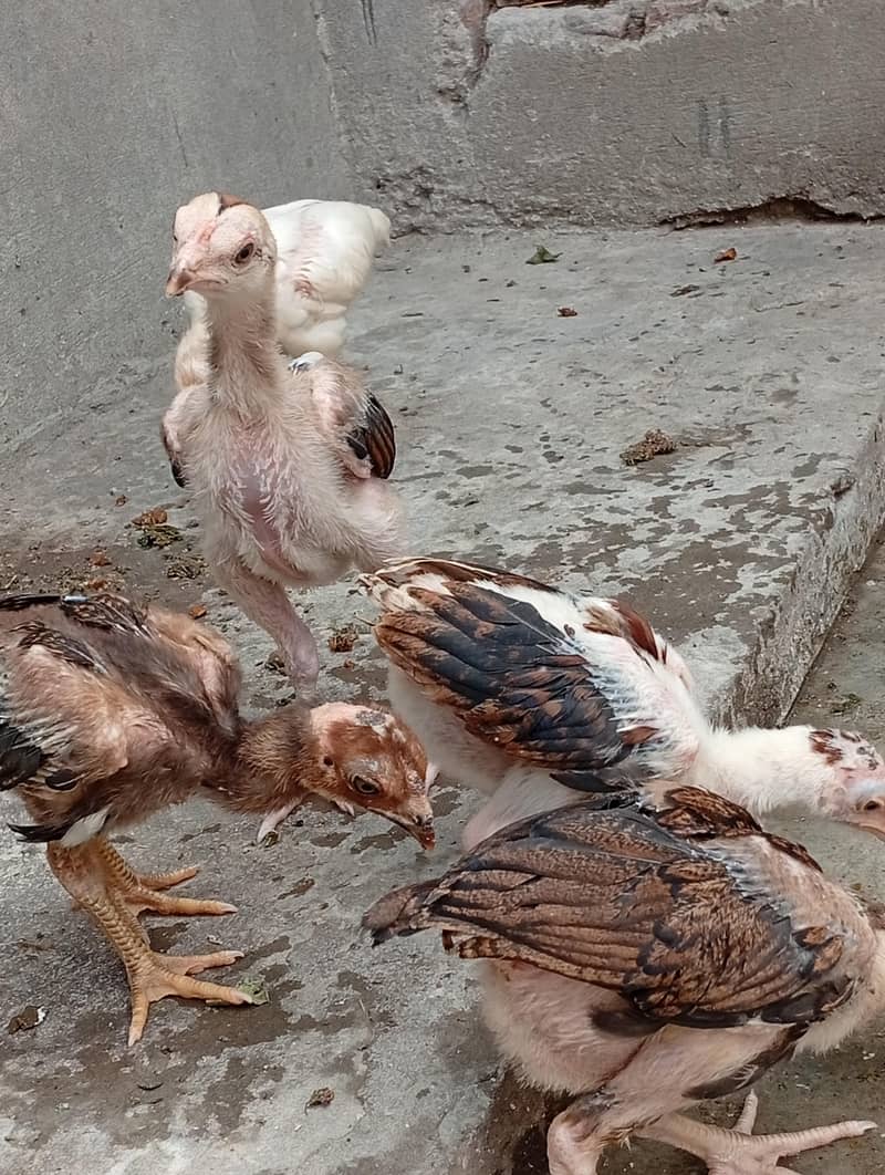 aseel chicks 5