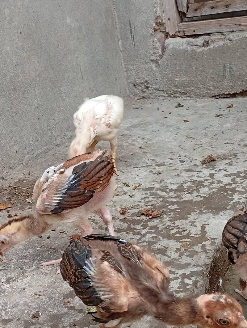 aseel chicks 6