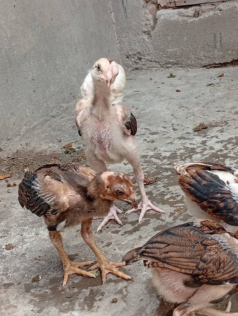 aseel chicks 7