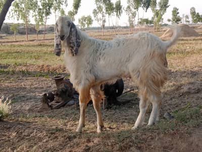 2 dant Bakra healthy and active