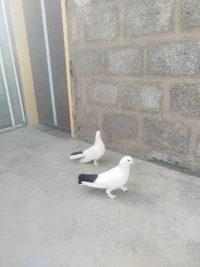 fancy KALDUMA KABOOTAR pair 
