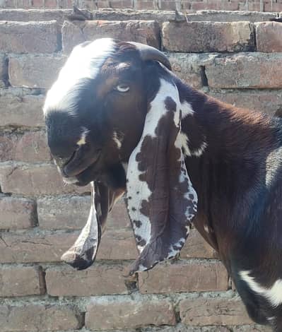 bakra jodi 3334685001