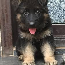 German shepherd puppies double cord