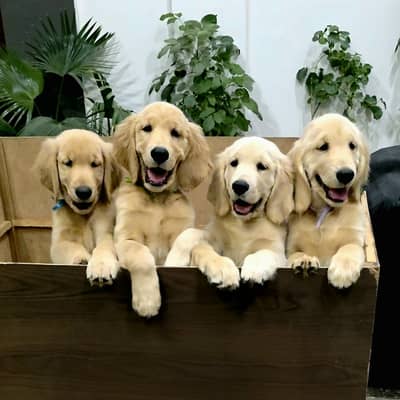 Top Quality Golden Retriever Puppies (Non-Pedigree)