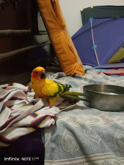Quality breeder male