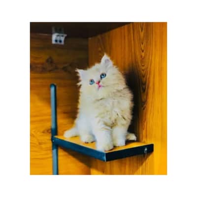 cash on delivery parshion kitten cat male and female British