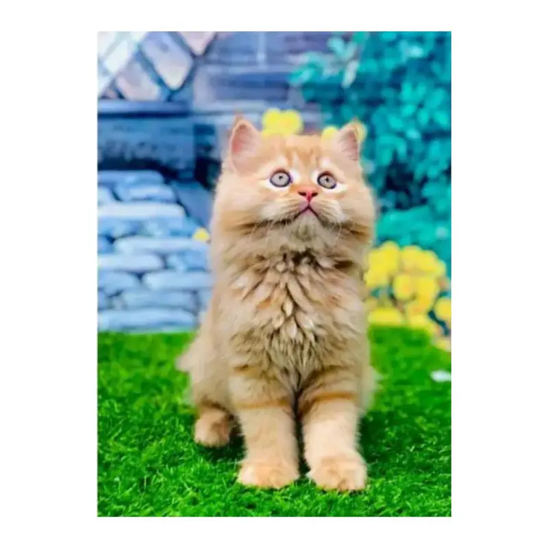 cash on deliveryparshion kitten cat male and female British — photo 2
