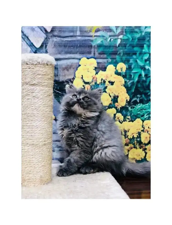 cash on deliveryparshion kitten cat male and female British — photo 4