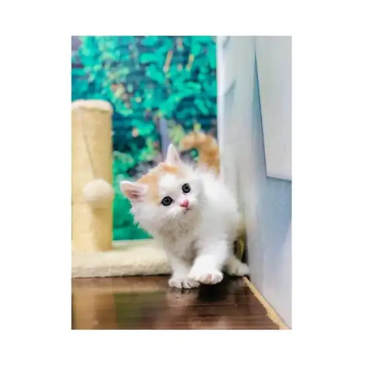 cash on deliveryparshion kitten cat male and female British — photo 6