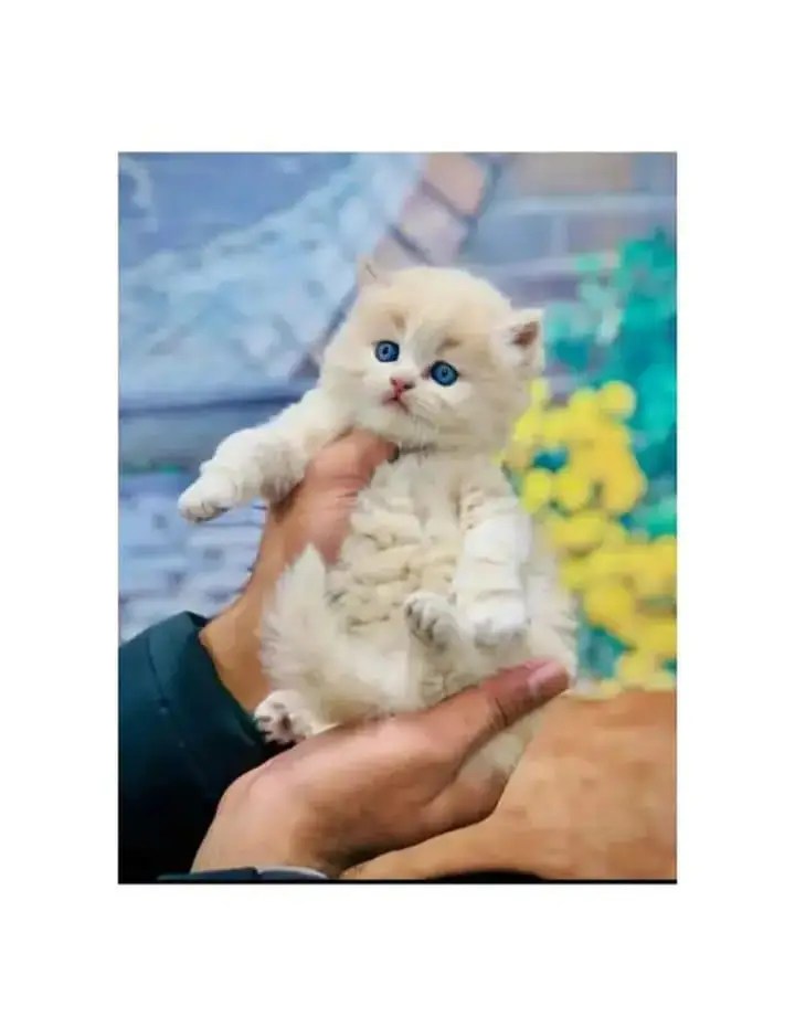 cash on deliveryparshion kitten cat male and female British — photo 8