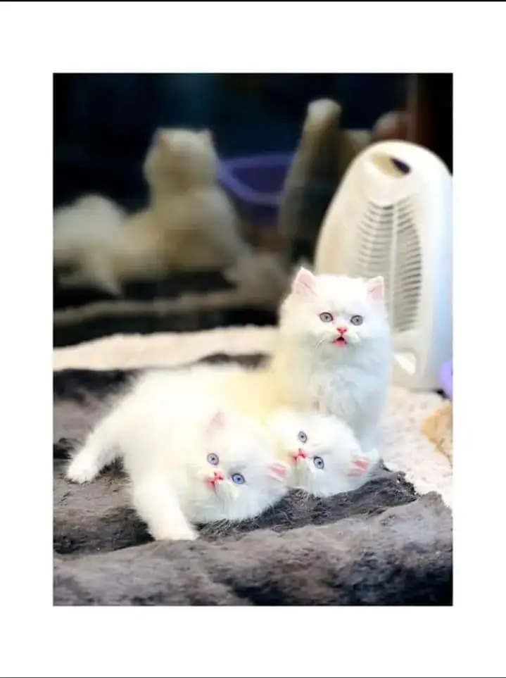 cash on deliveryparshion kitten cat male and female British — photo 11
