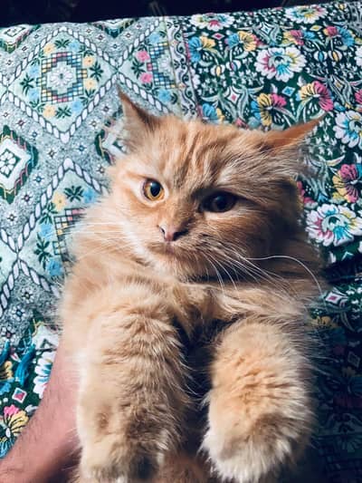 Persian cat