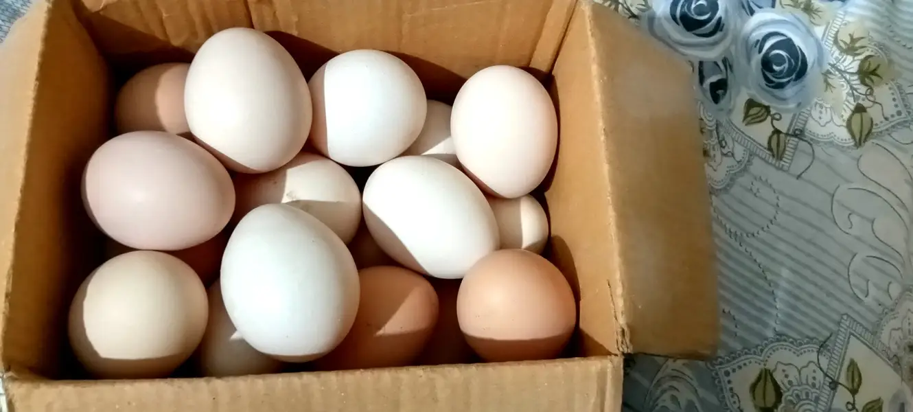 Desi organic Food Eggs Ghar ki Chickens K