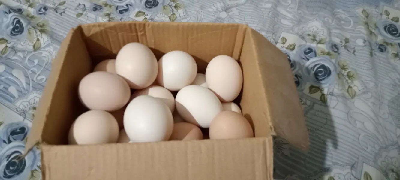 Desi organic Food Eggs Ghar ki Chickens K — photo 2