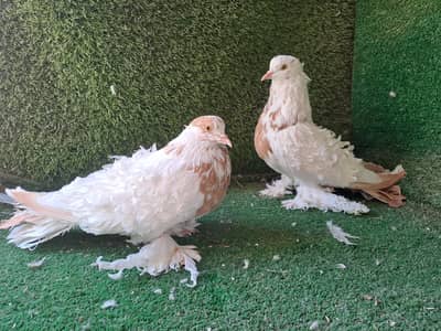 Excellent Quality Saddle yellow frillbacks breeding pair Pigeons kabo