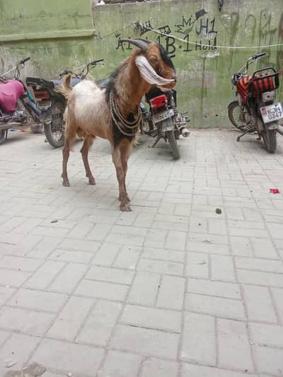 2 Dant  Bakra Qurbani wala h