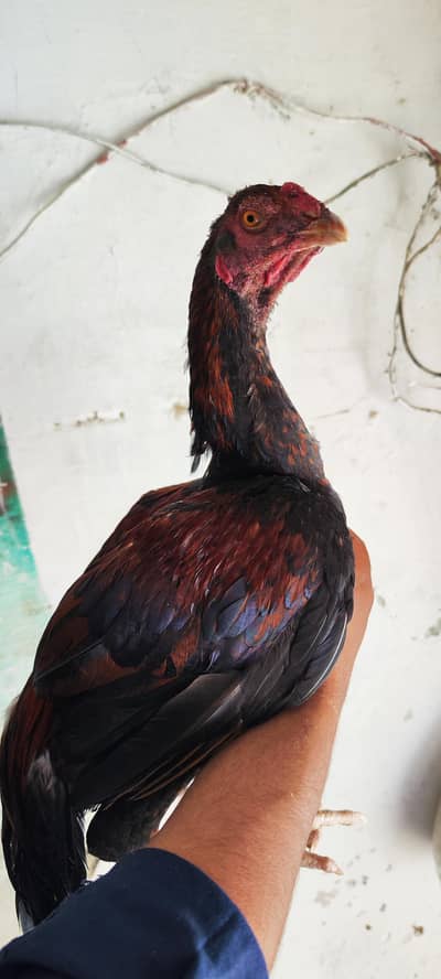 lakha patha for sale