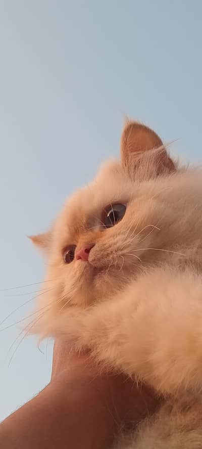 Tripple coated  Persian kittens