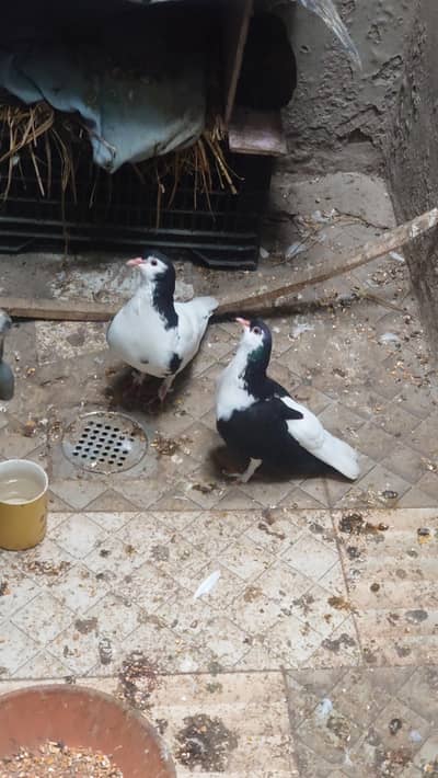 sharazi pair